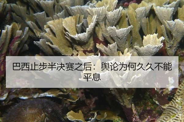 巴西止步半决赛之后：舆论为何久久不能平息